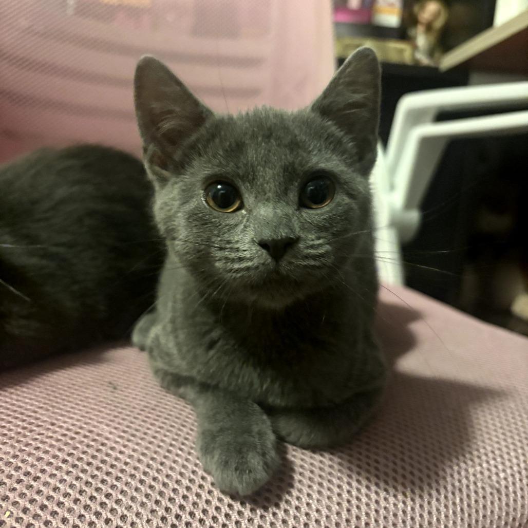 Bunny, a Adoptable mixed breed in Staten Island, NY image 4/4