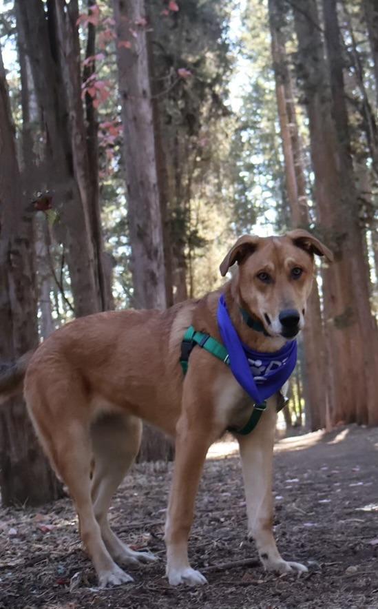 Dijon, a Adoptable Shepherd in Chico, CA image 1/6