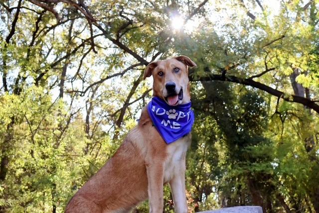 Dijon, a Adoptable Shepherd in Chico, CA image 1/5