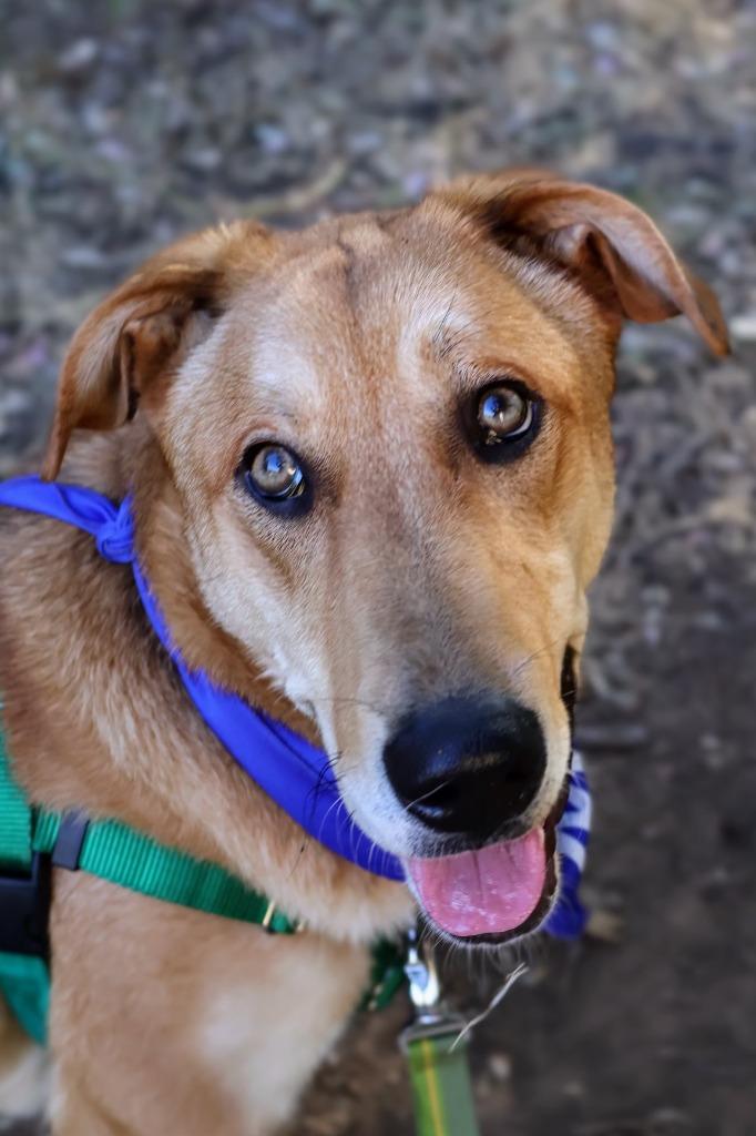 Dijon, a Adoptable Shepherd in Chico, CA image 3/6