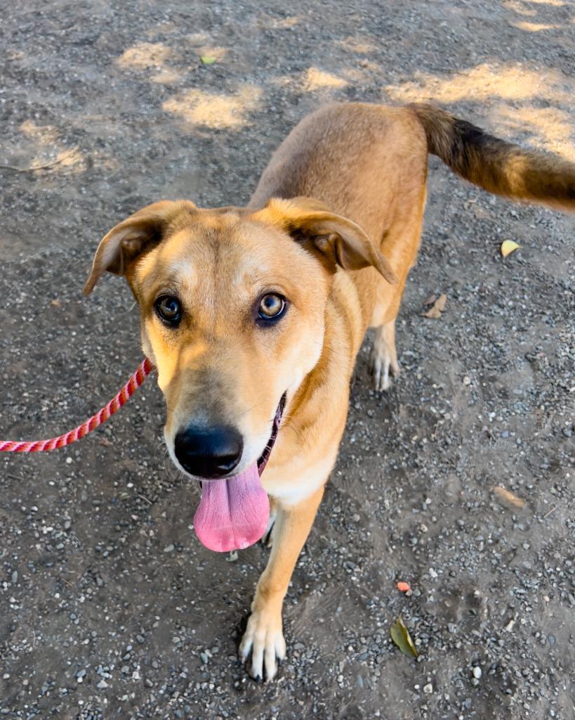 Dijon, a Adoptable Shepherd in Chico, CA image 3/5
