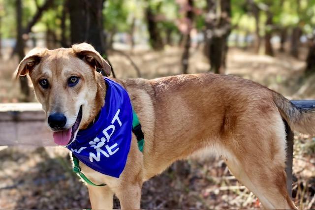 Dijon, a Adoptable Shepherd in Chico, CA image 6/6