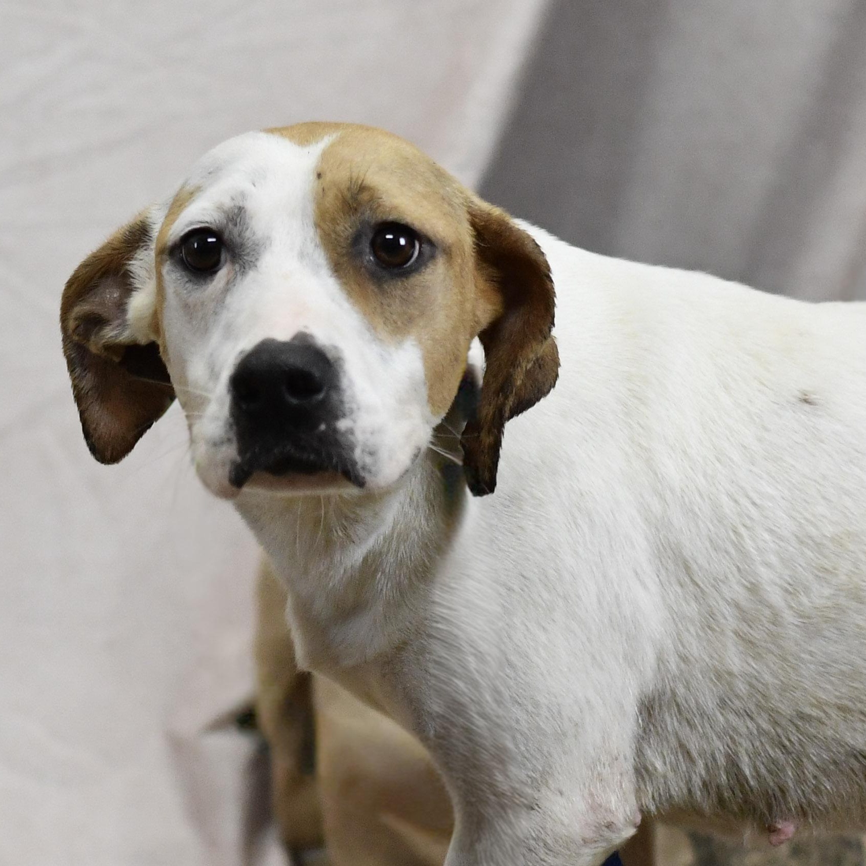Jamie, ADOPTABLE, Adult Female Mixed Breed.