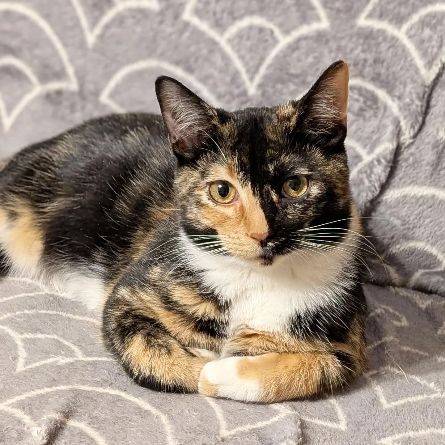 *Zezi, Adoptable, Young Female Domestic Short Hair.