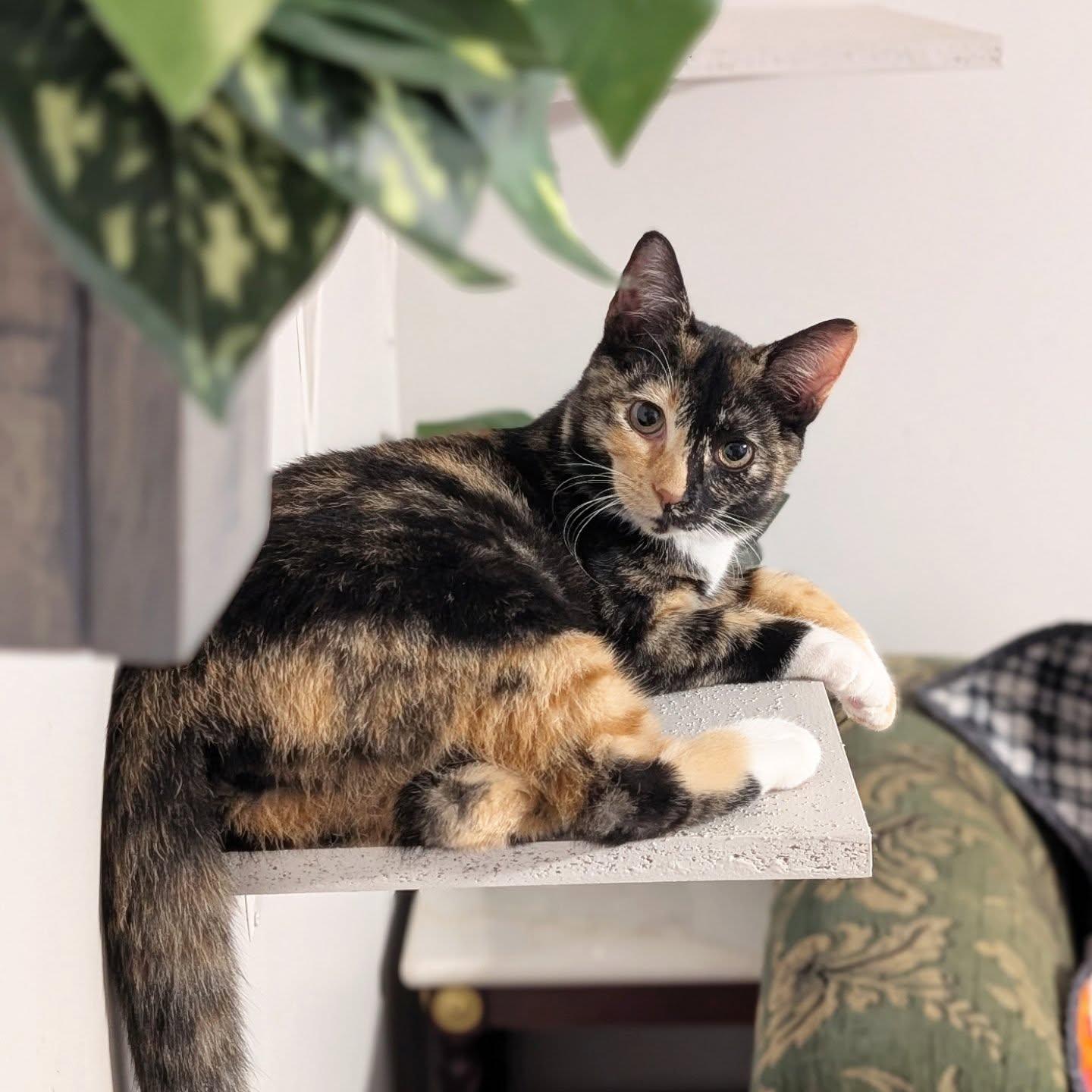 *Zezi, Adoptable, Kitten Female Domestic Short Hair.