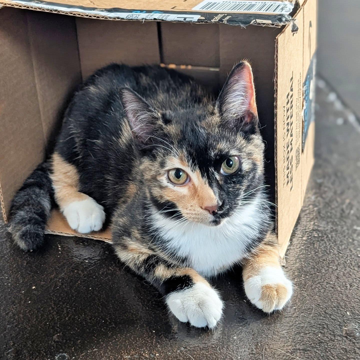 *Zezi, a Adoptable Domestic Short Hair in Forest, VA image 2/3