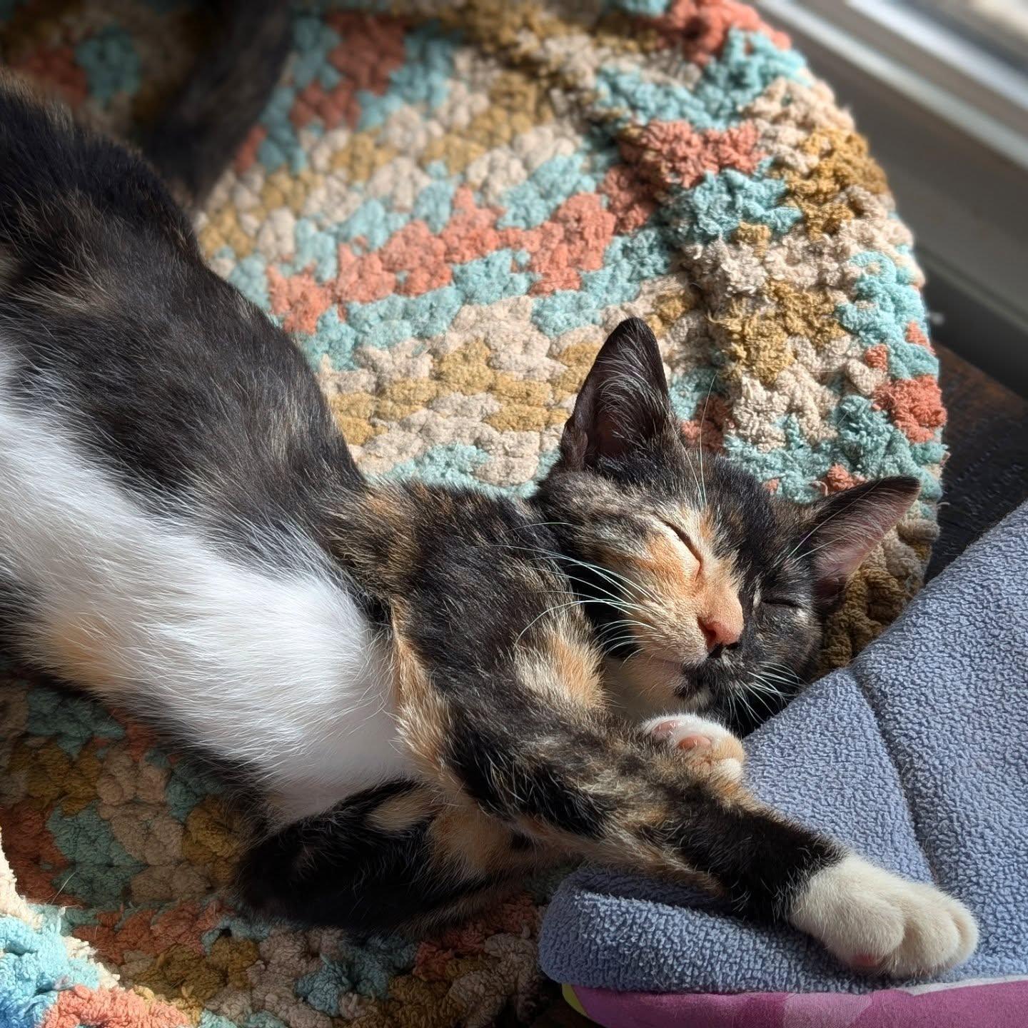 *Zezi, a Adoptable Domestic Short Hair in Forest, VA image 3/3