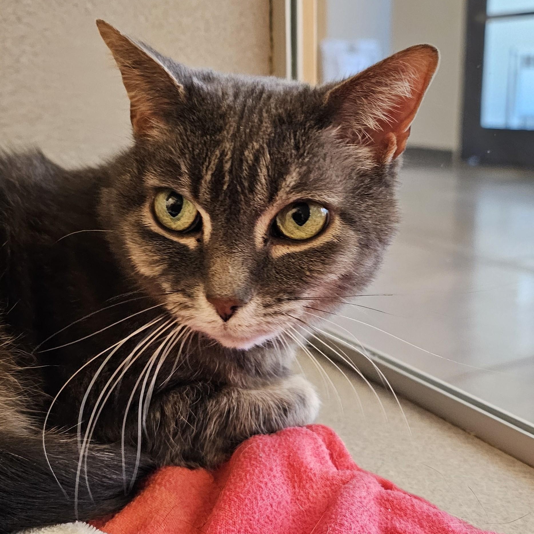 Enlarge Violet, a ADOPTABLE Domestic Short Hair in Cedar Rapids, IA image 1/5