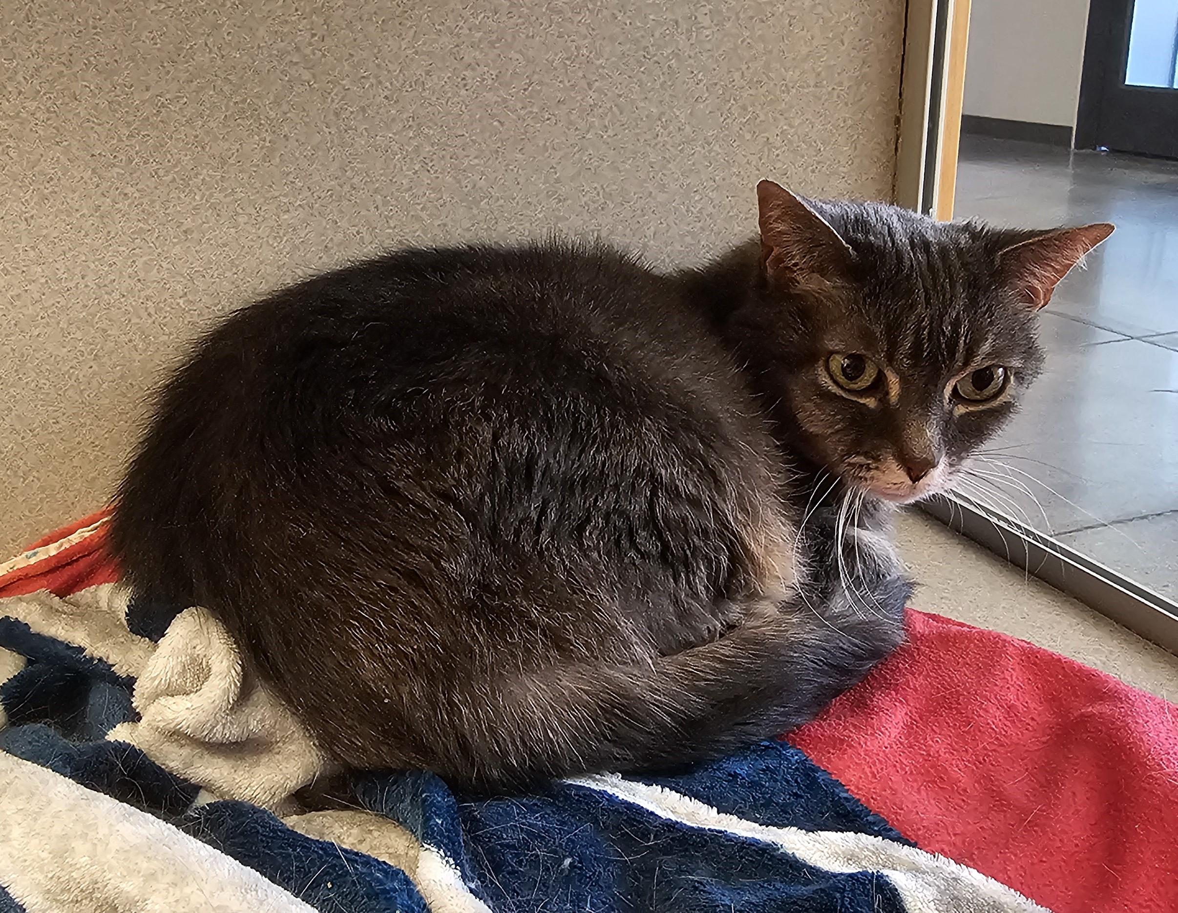 Enlarge Violet, a ADOPTABLE Domestic Short Hair in Cedar Rapids, IA image 2/5