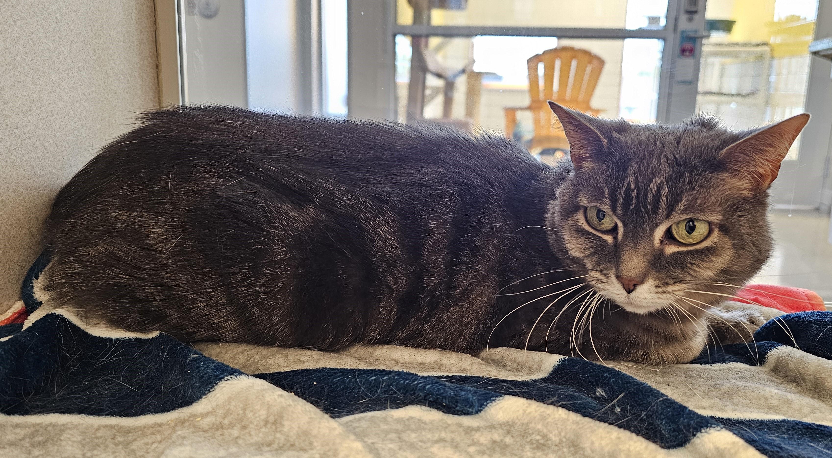 Enlarge Violet, a ADOPTABLE Domestic Short Hair in Cedar Rapids, IA image 5/5