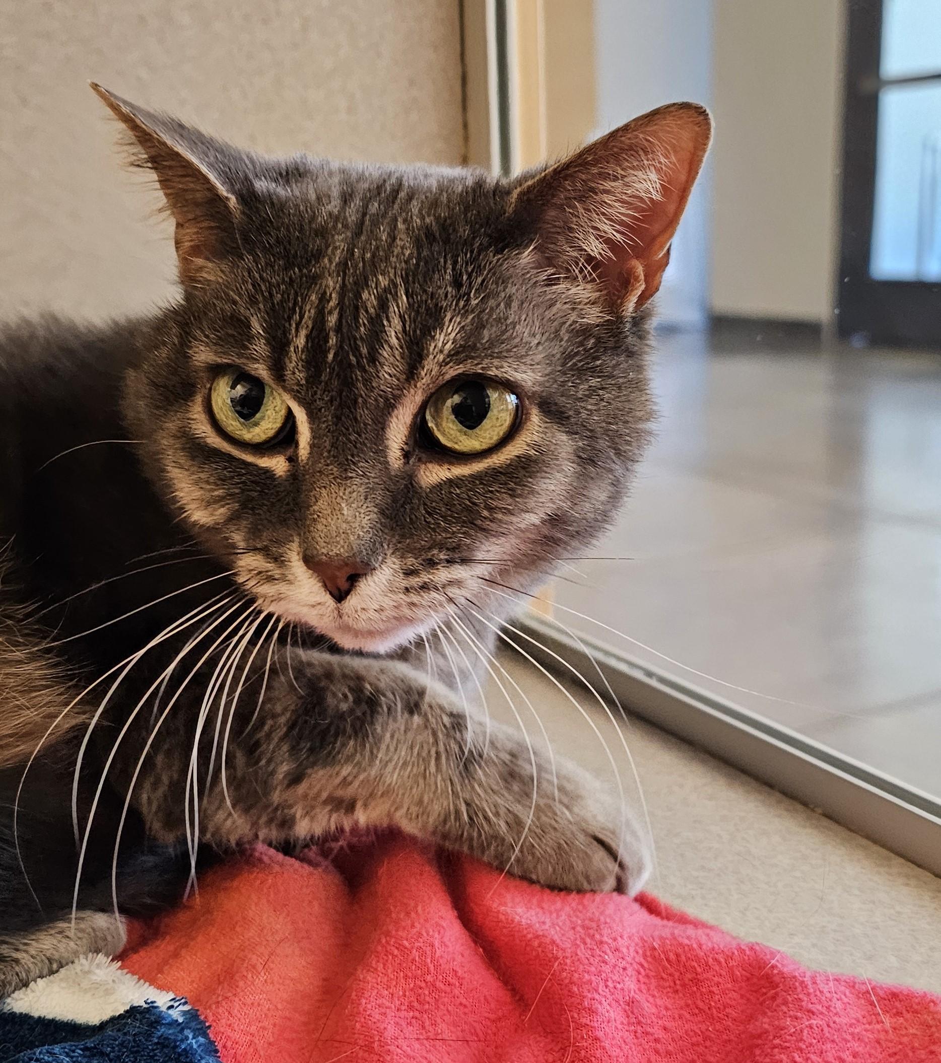 Enlarge Violet, a ADOPTABLE Domestic Short Hair in Cedar Rapids, IA image 4/5