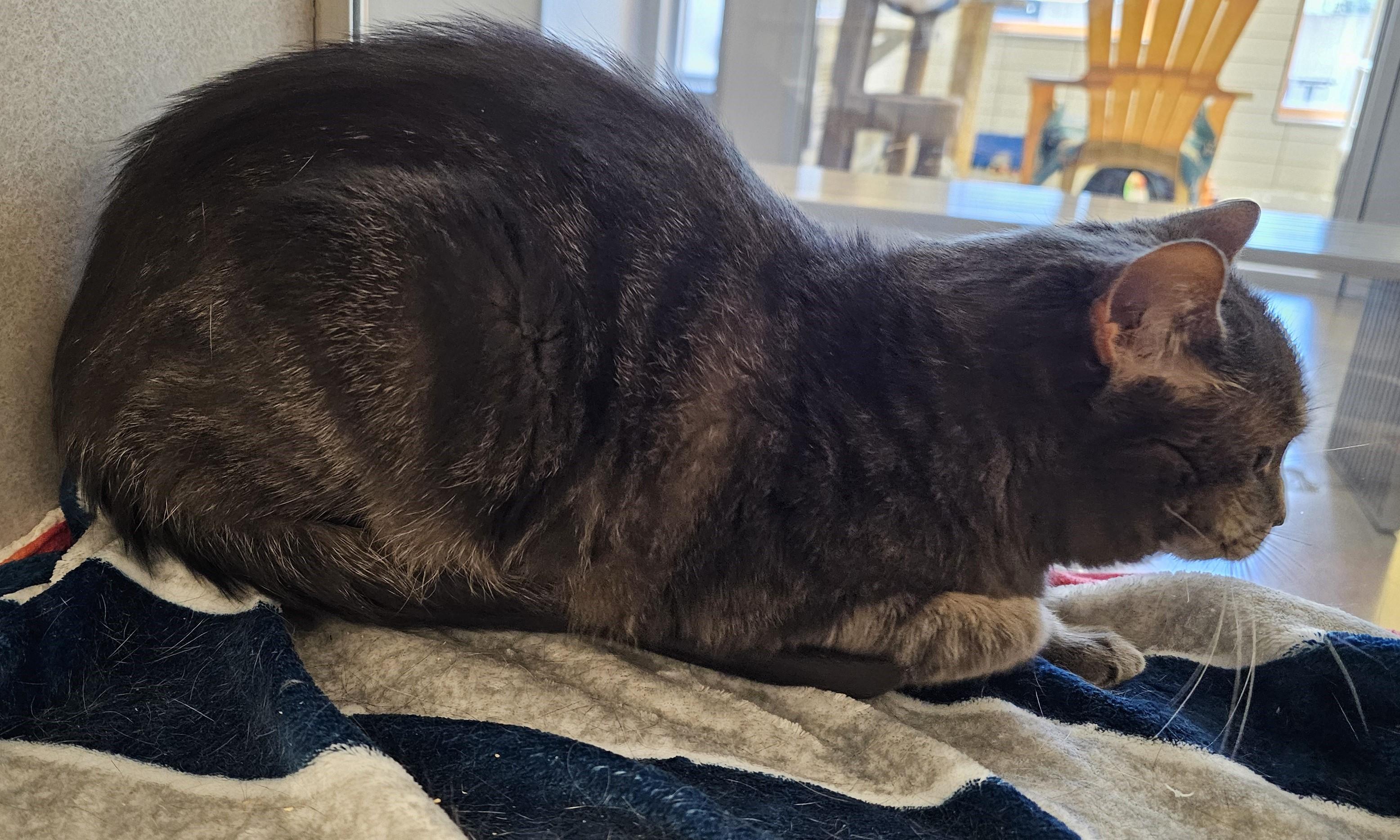 Enlarge Violet, a ADOPTABLE Domestic Short Hair in Cedar Rapids, IA image 3/5