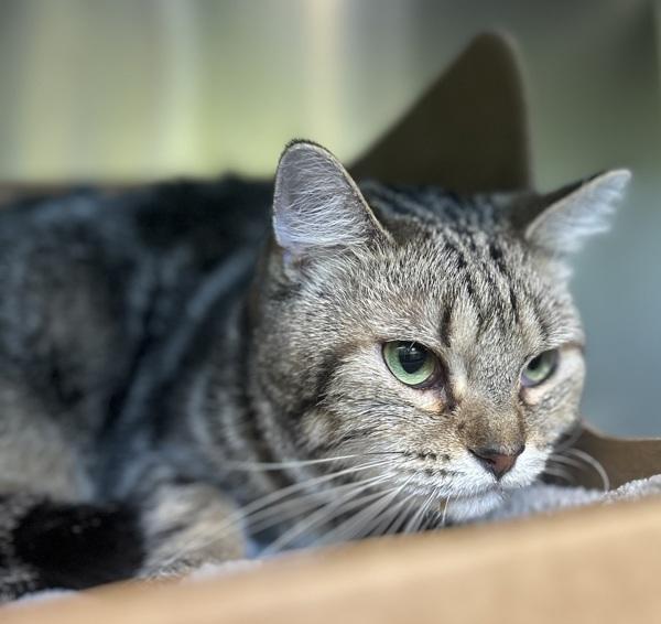 Chippy, Adoptable, Adult Male Domestic Short Hair.