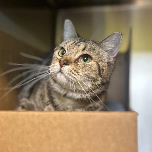 Chippy, a Adoptable Domestic Short Hair in Sioux City, IA image 2/2