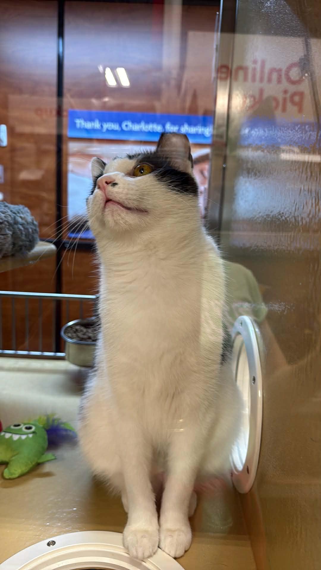 Enlarge Blake, a ADOPTABLE Domestic Short Hair in Charlotte, NC image 2/4