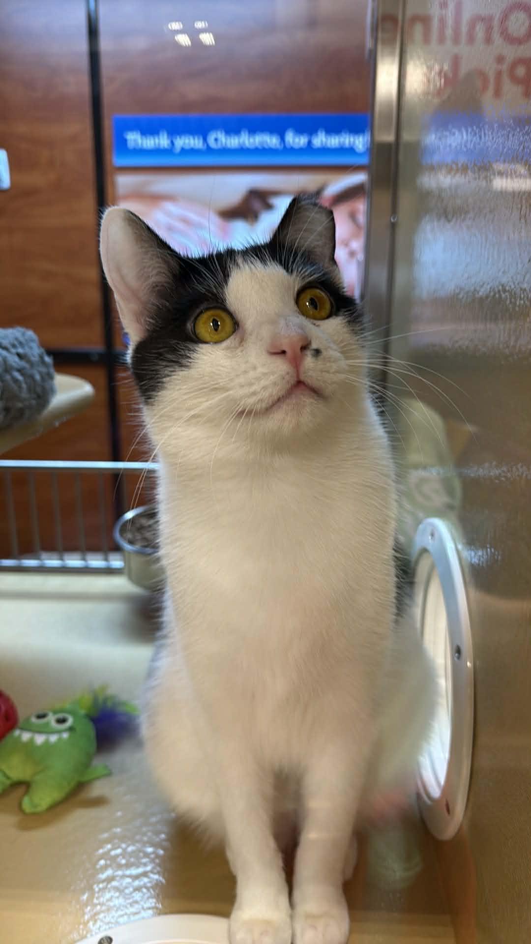 Enlarge Blake, a ADOPTABLE Domestic Short Hair in Charlotte, NC image 1/4