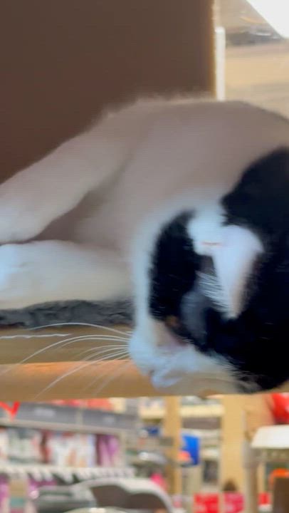 Enlarge Blake, a ADOPTABLE Domestic Short Hair in Charlotte, NC video 3/4