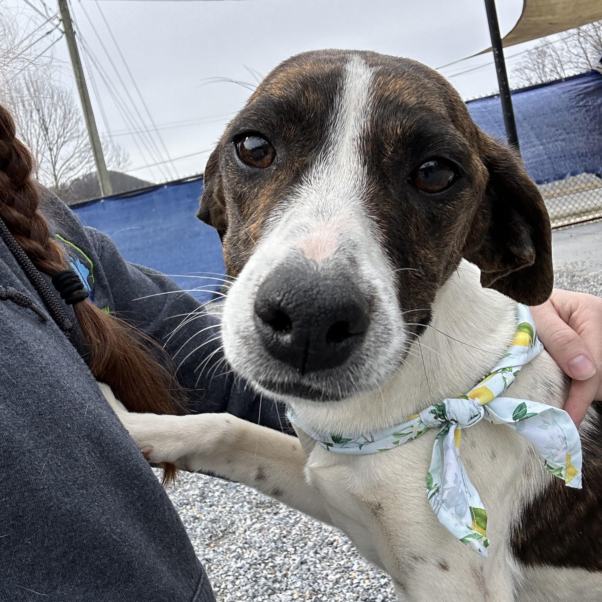 Flora , a ADOPTABLE mixed breed in Marion, NC image 4/4
