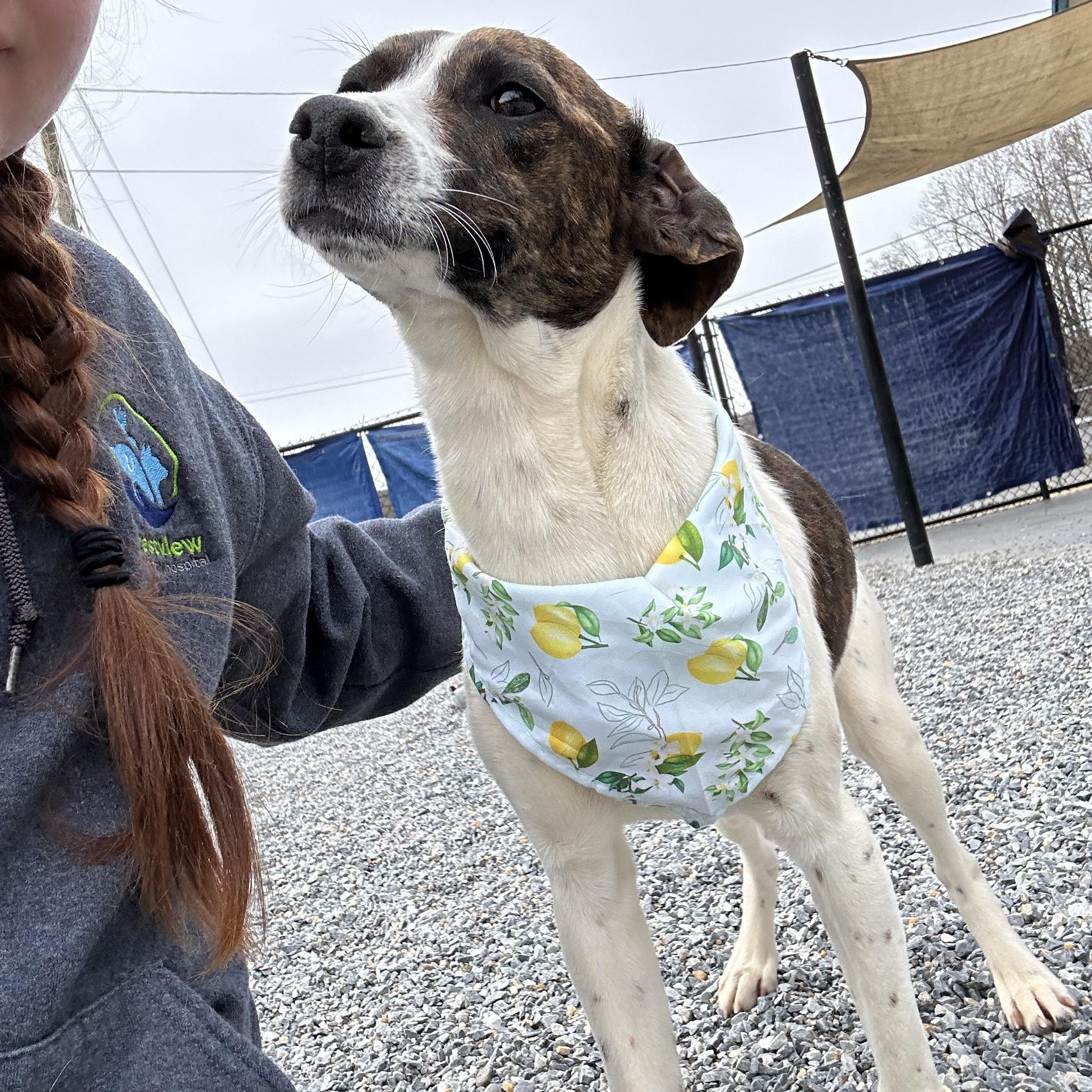 Flora , a ADOPTABLE mixed breed in Marion, NC image 3/4