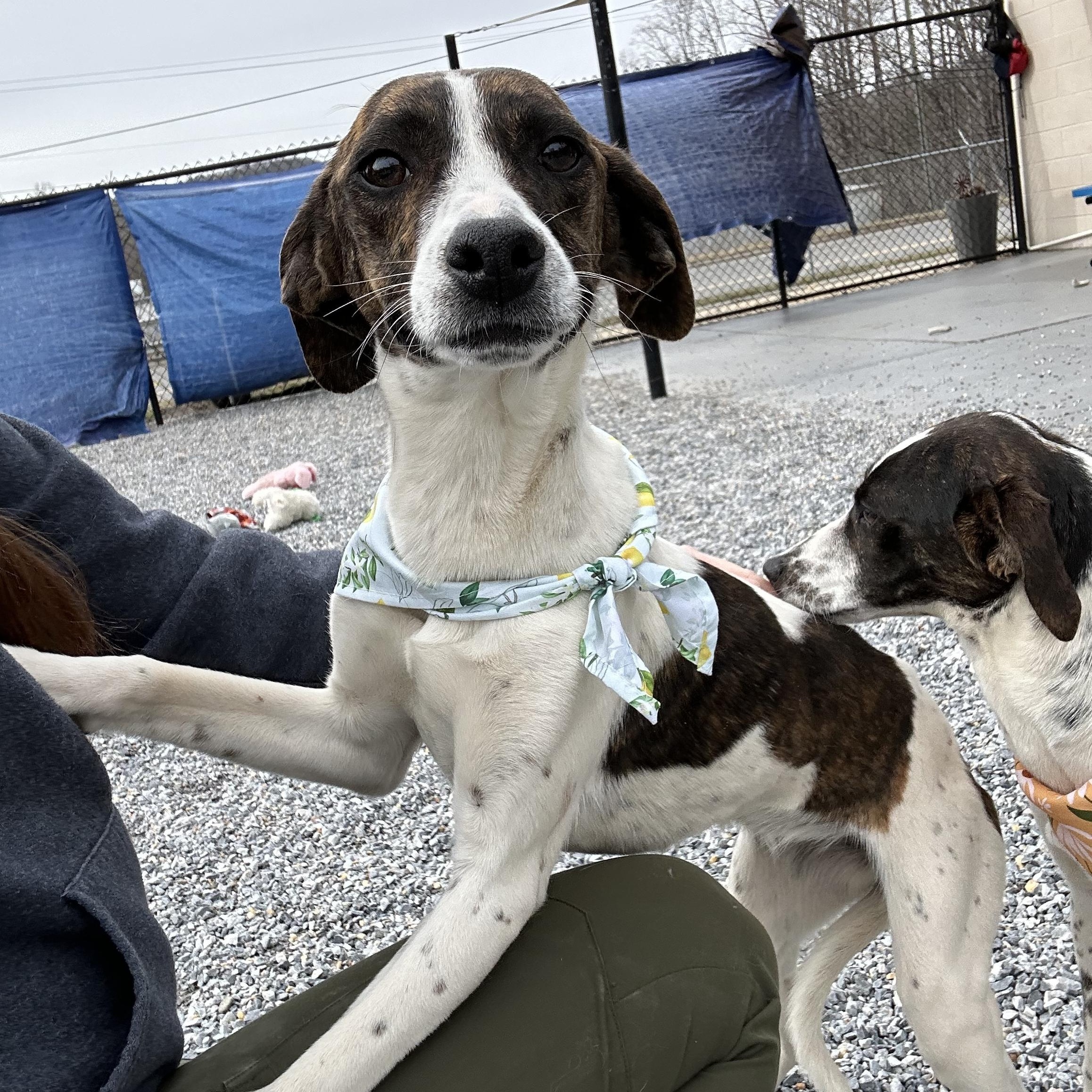 Flora , ADOPTABLE, Young Female Beagle.