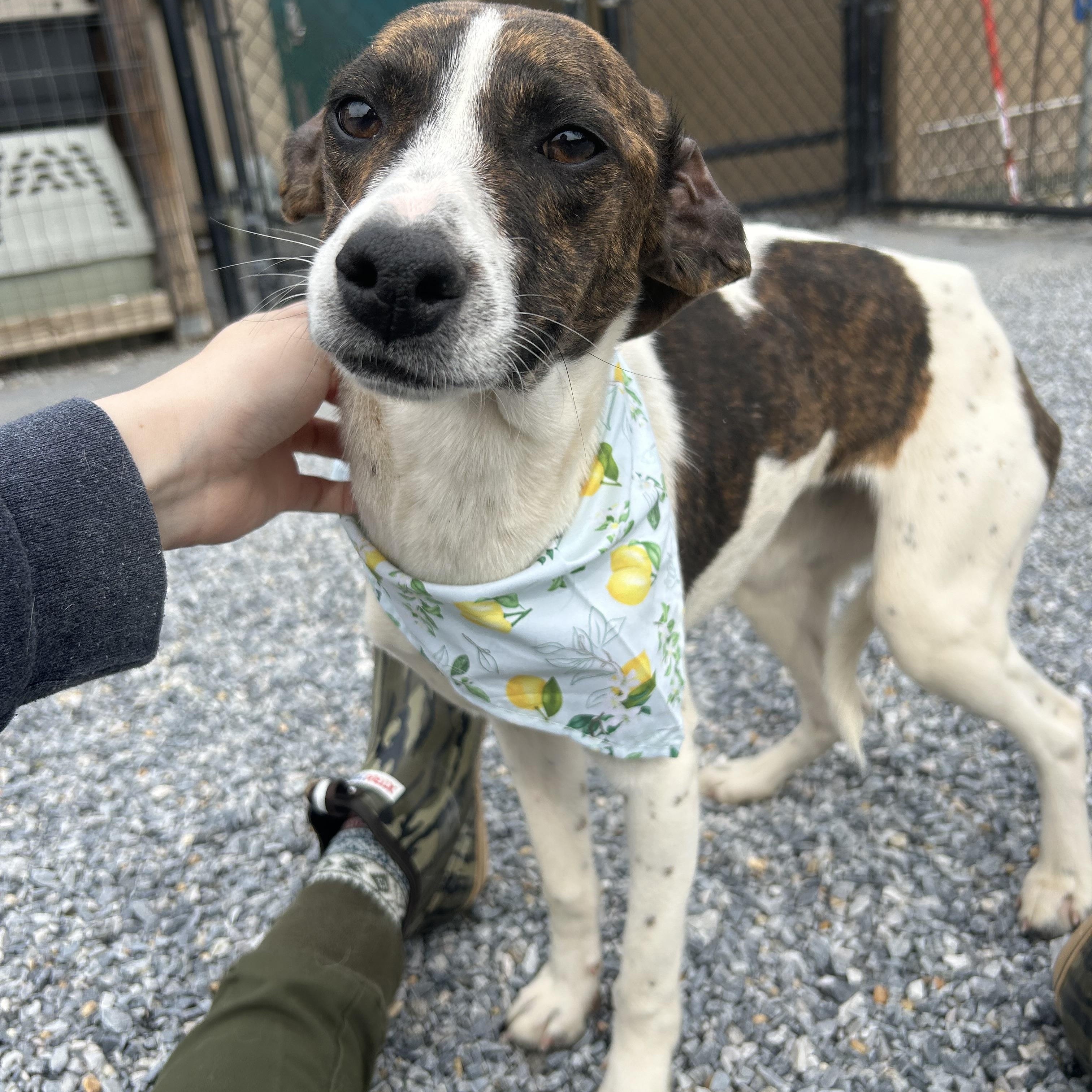 Flora , a ADOPTABLE mixed breed in Marion, NC image 2/4