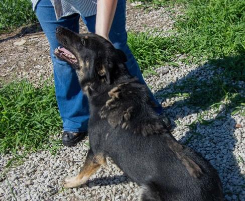 Enlarge Knox, a Adoptable mixed breed in Mayetta, KS image 3/3
