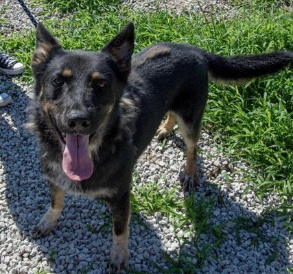 Enlarge Knox, a Adoptable mixed breed in Mayetta, KS image 1/3