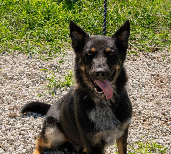 Enlarge Knox, a Adoptable mixed breed in Mayetta, KS image 2/3