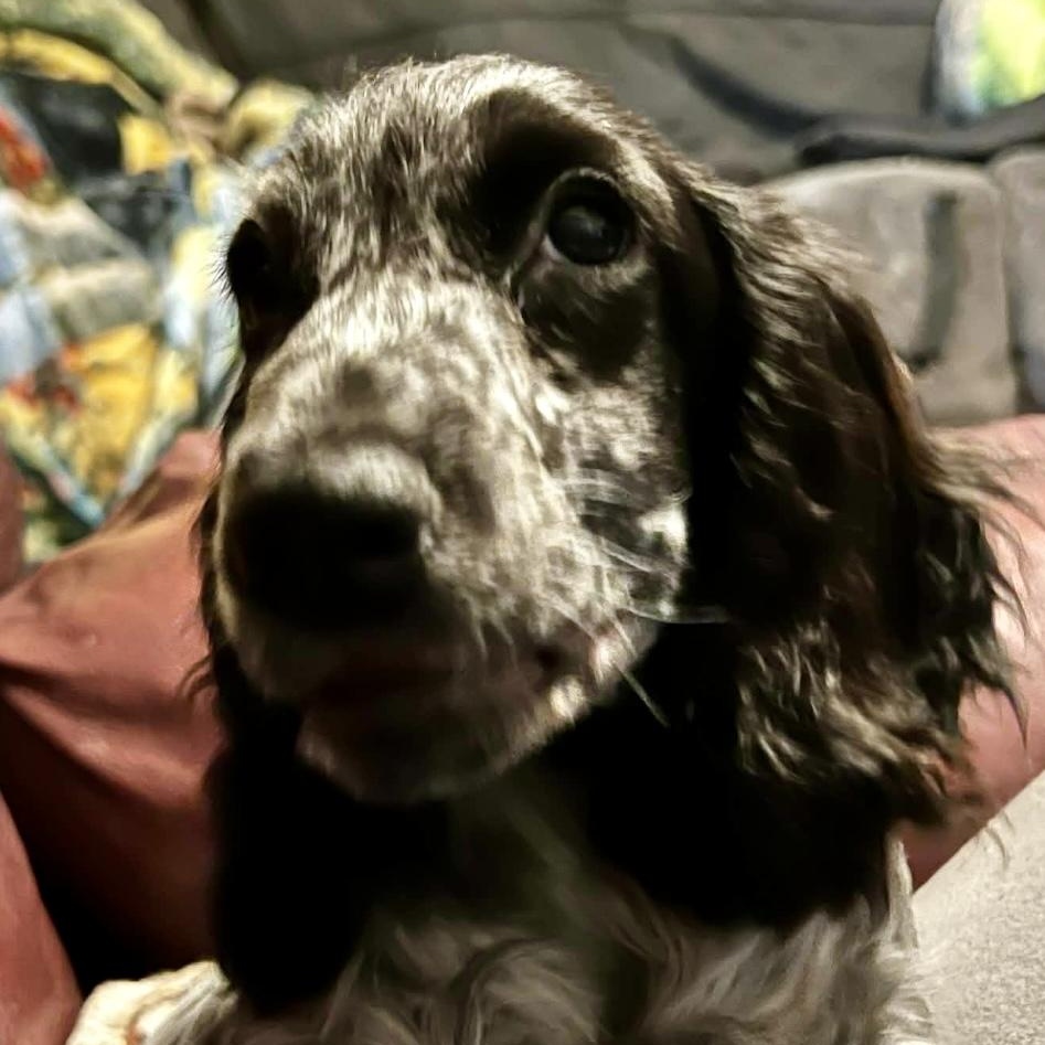 Billie, an adopted English Cocker Spaniel in Rochester, NY image 2/3