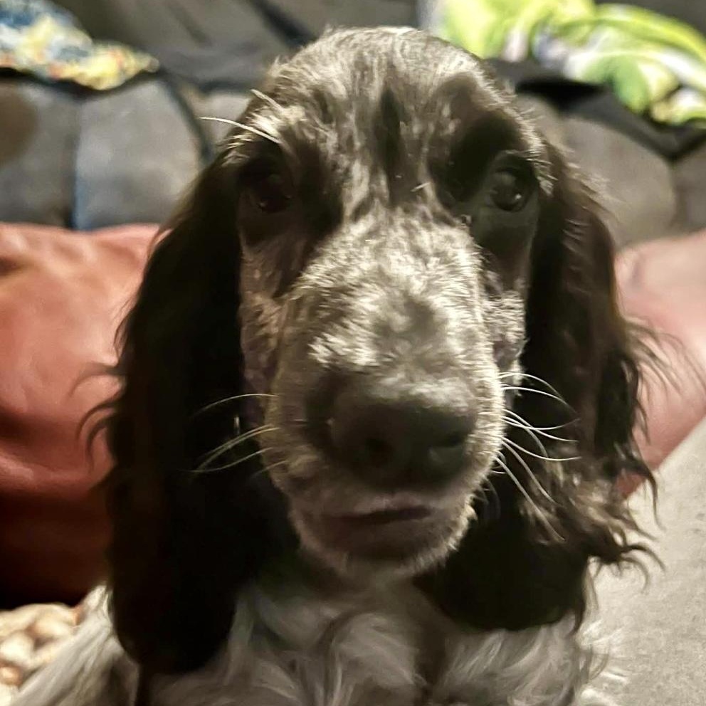 Billie, an adopted English Cocker Spaniel in Rochester, NY image 3/3