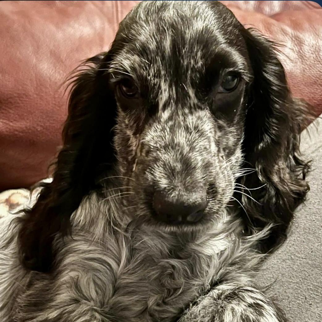 Billie, adopted, Puppy Female English Cocker Spaniel.