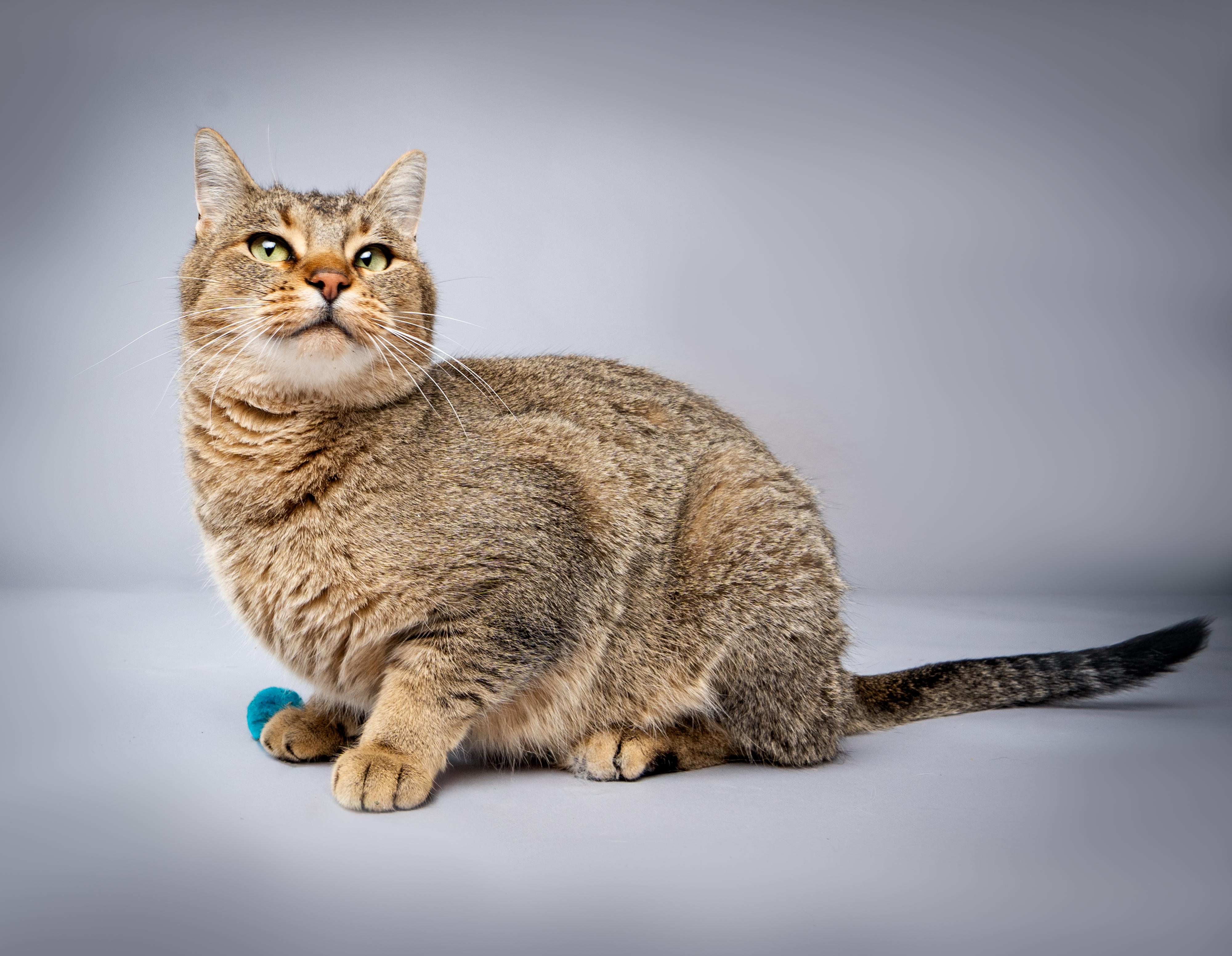 Maple, a Adoptable mixed breed in Buena Vista, CO image 1/3