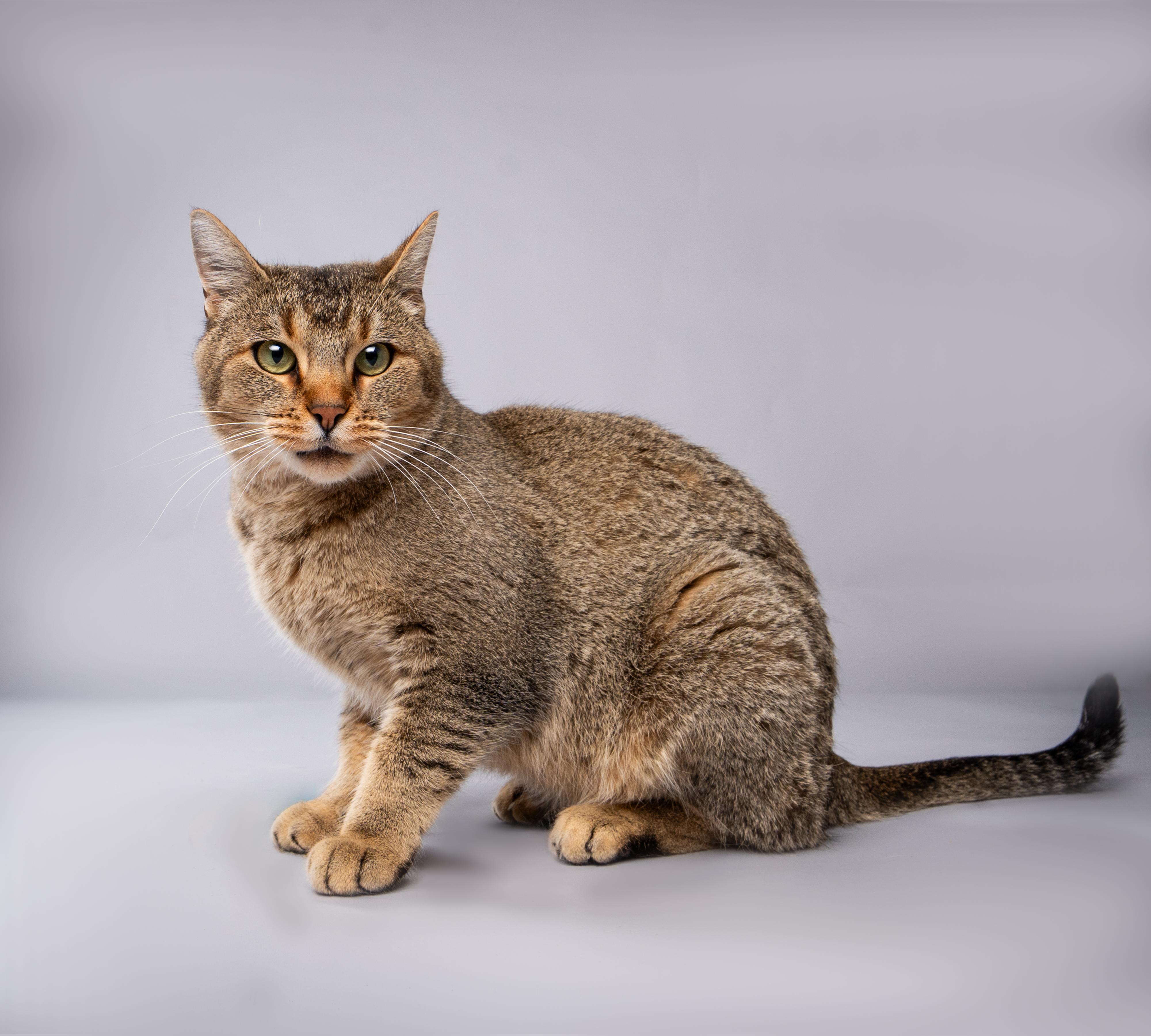 Maple, Adoptable, Adult Female Domestic Short Hair.