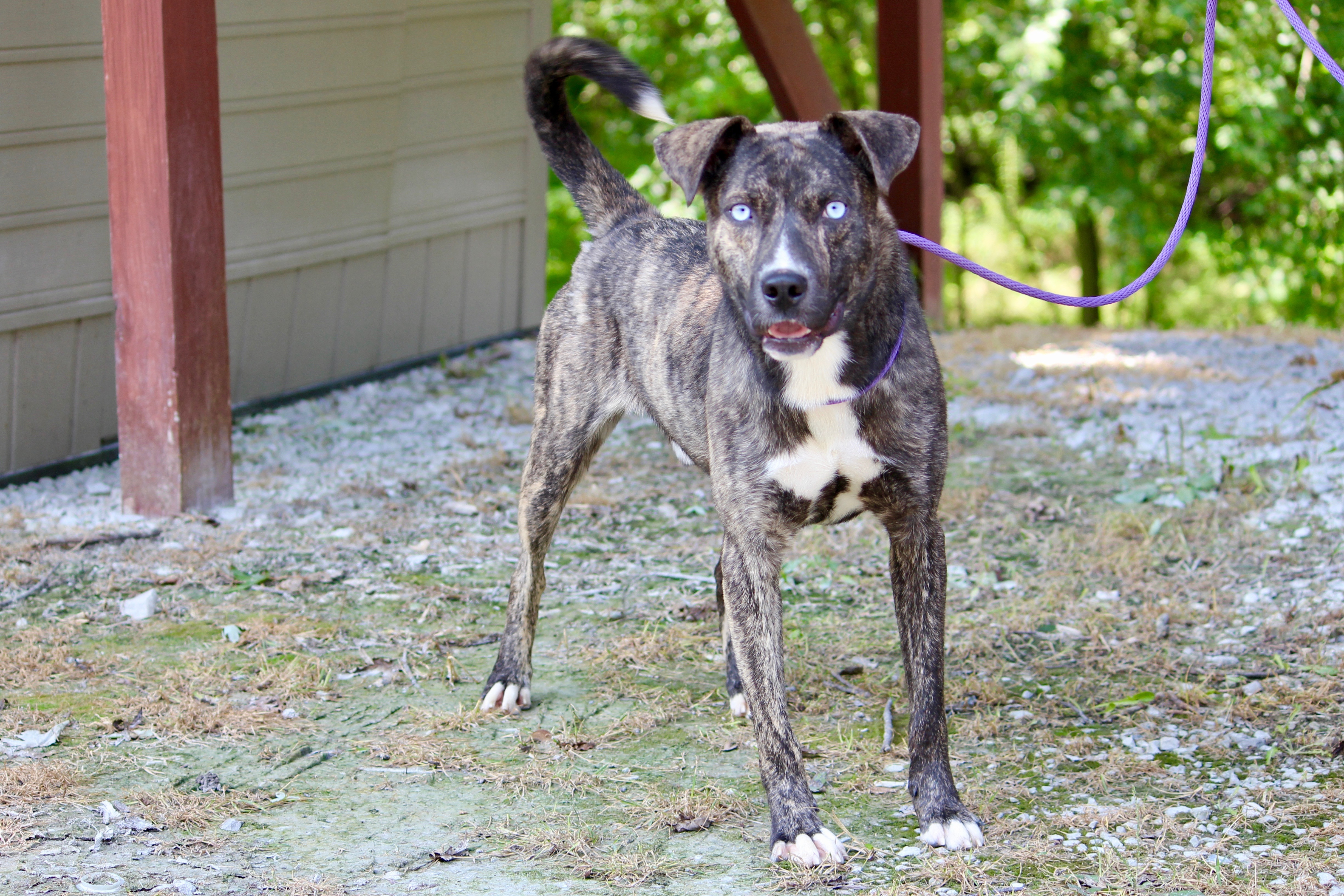 Enlarge TUCKER, a Adoptable Mixed Breed in Brazil, IN image 1/8