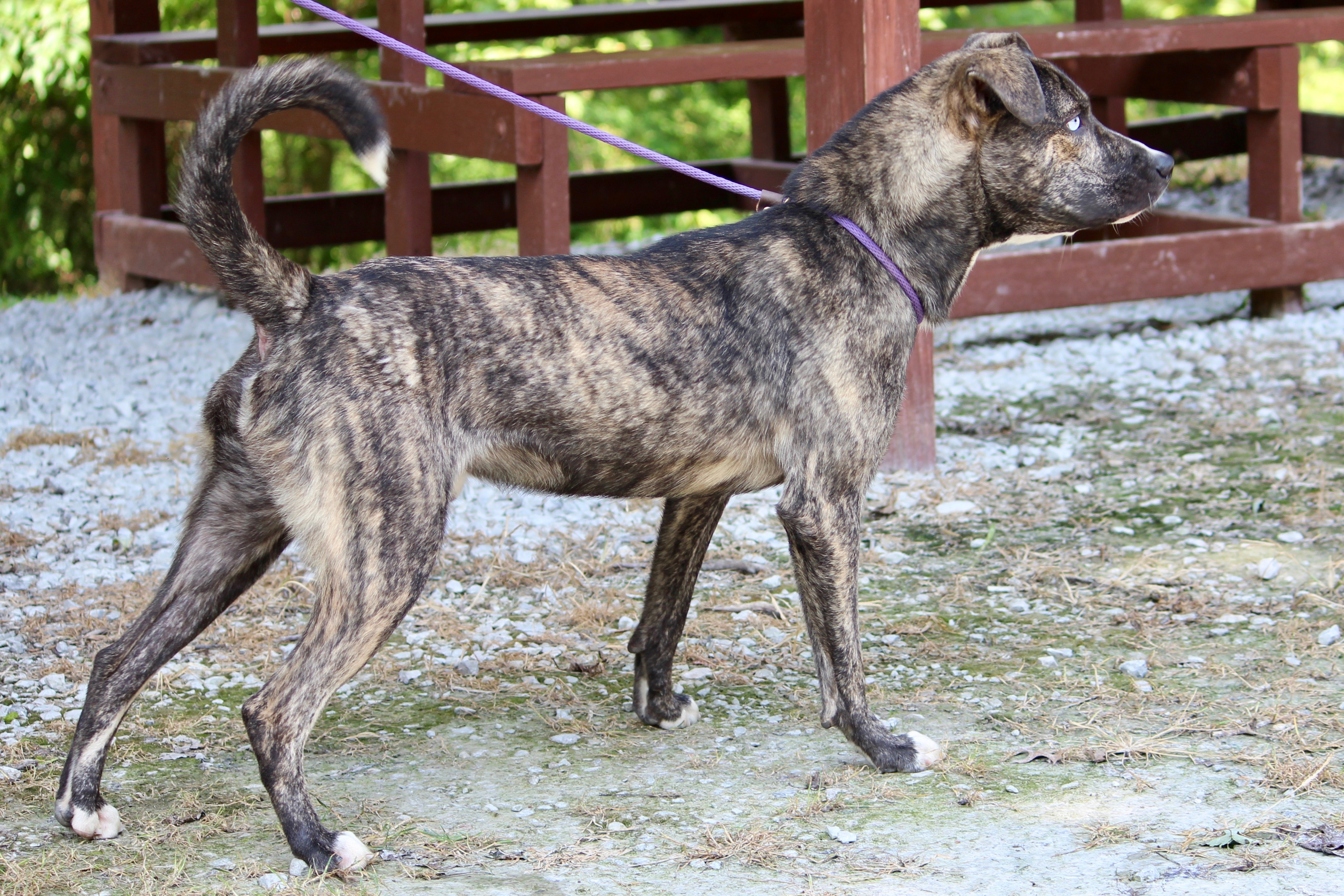 Enlarge TUCKER, a Adoptable Mixed Breed in Brazil, IN image 2/8