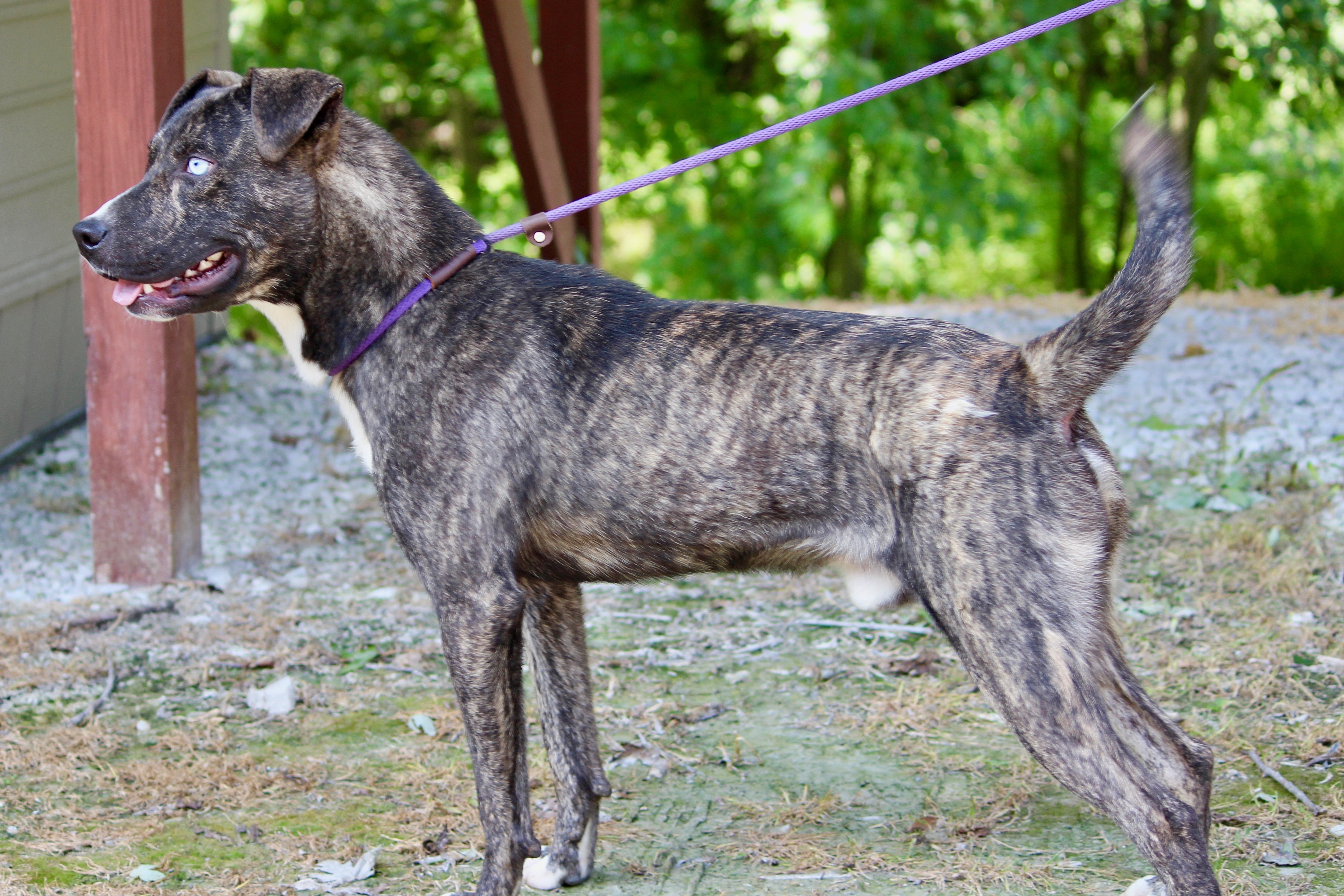 Enlarge TUCKER, a Adoptable Mixed Breed in Brazil, IN image 4/8