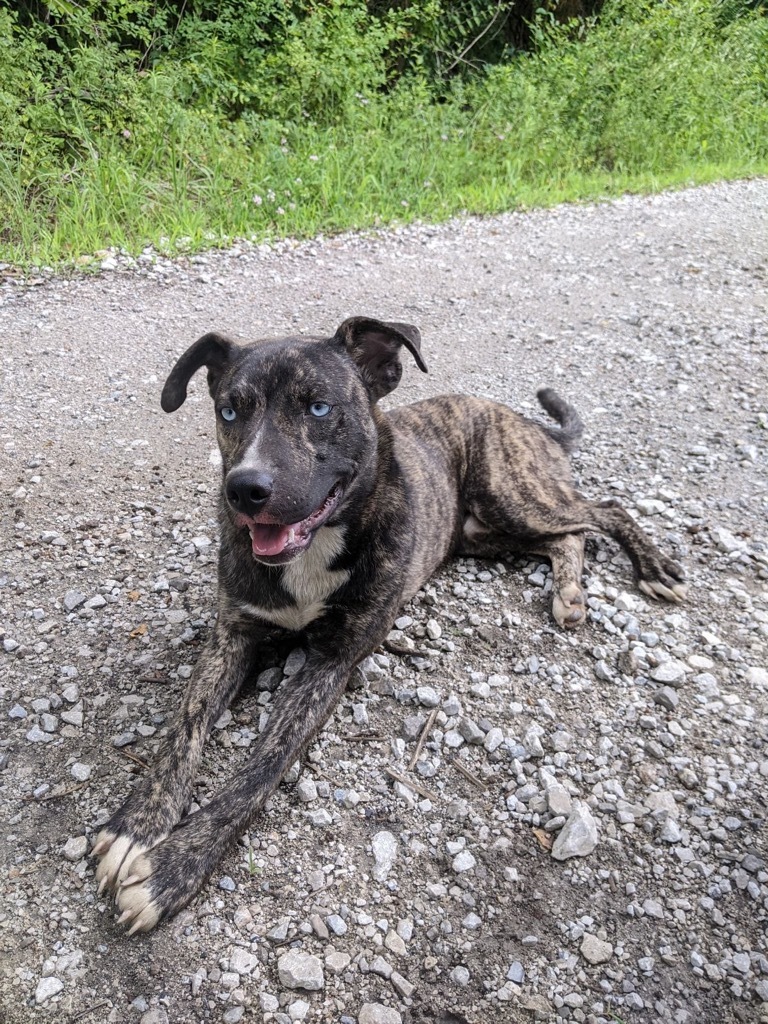 Enlarge TUCKER, a Adoptable Mixed Breed in Brazil, IN image 8/8