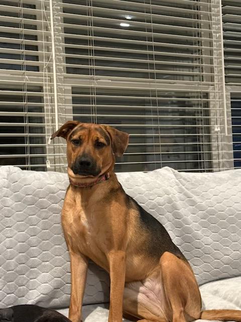 Enlarge Joanie, a Adoptable mixed breed in Houston, TX image 6/6