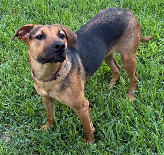 Enlarge Joanie, a Adoptable mixed breed in Houston, TX image 5/6