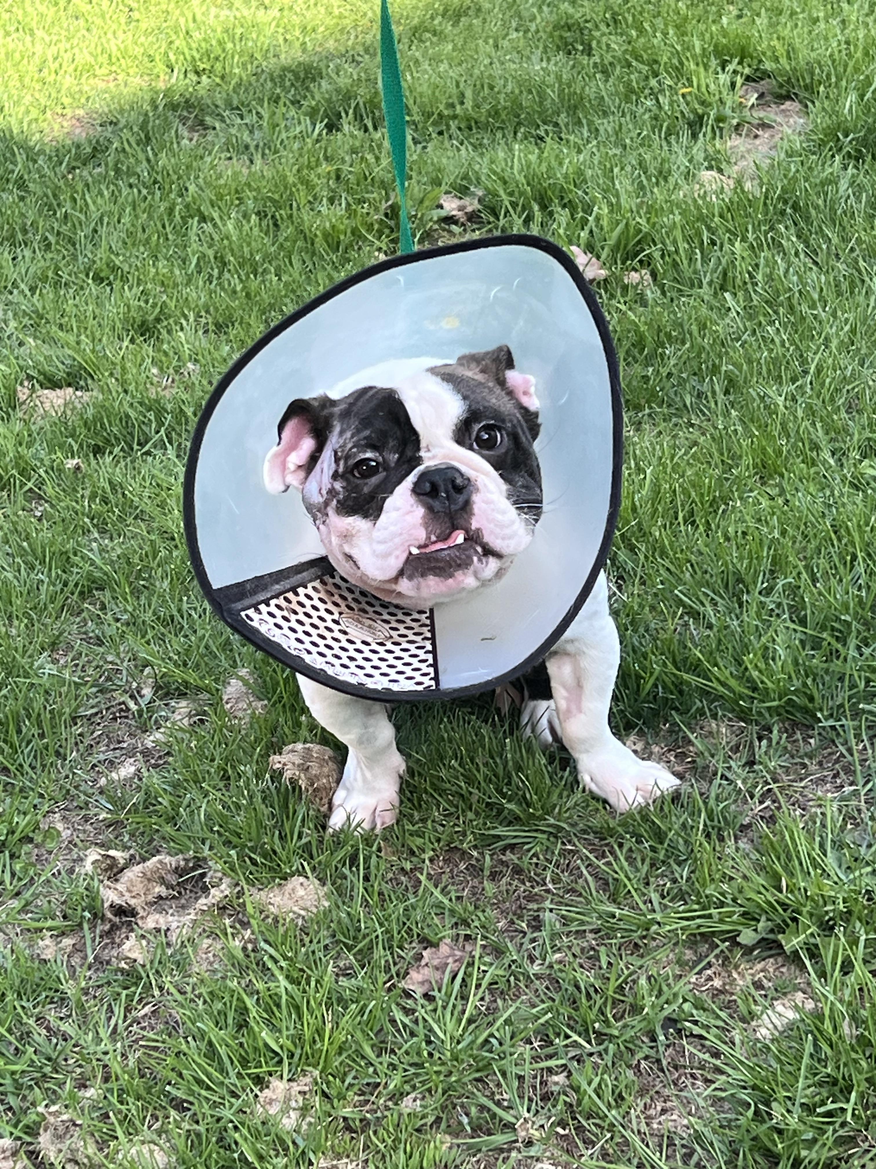 Shakira , ADOPTABLE, Young Female French Bulldog & English Bulldog.