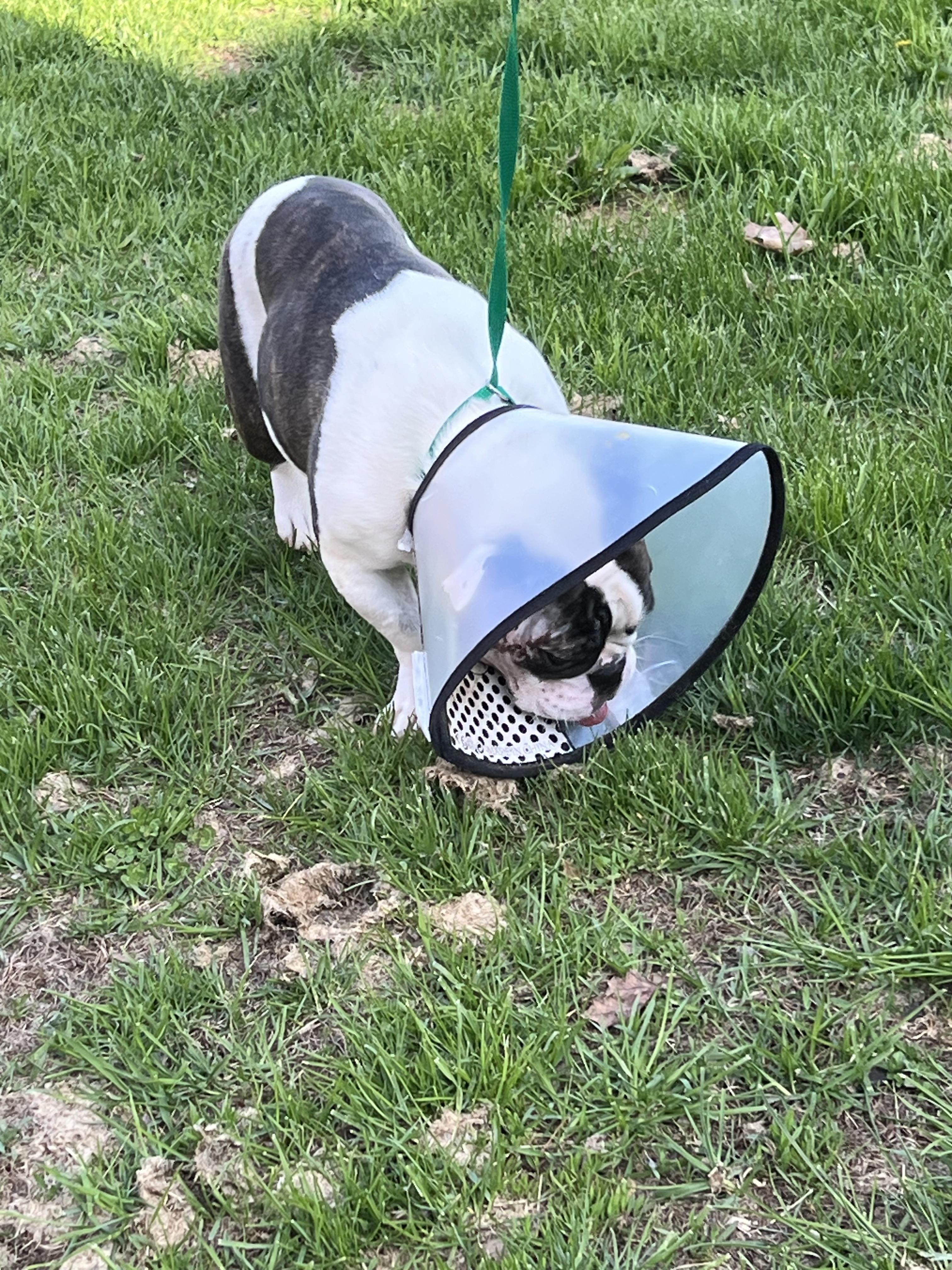 Enlarge Shakira , a ADOPTABLE mixed breed in North Freedom, WI image 2/2