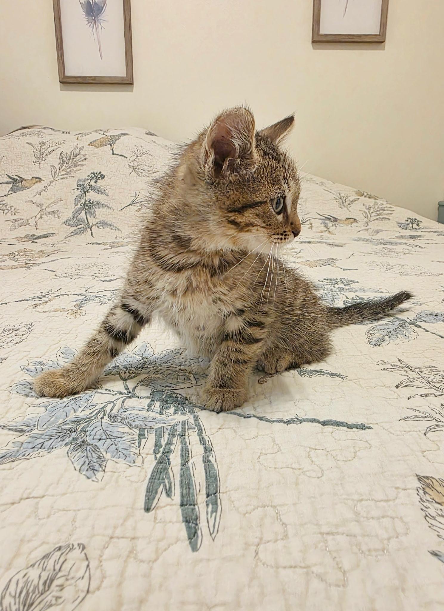 Bert, an adopted Domestic Short Hair in Gainesville, FL image 4/6