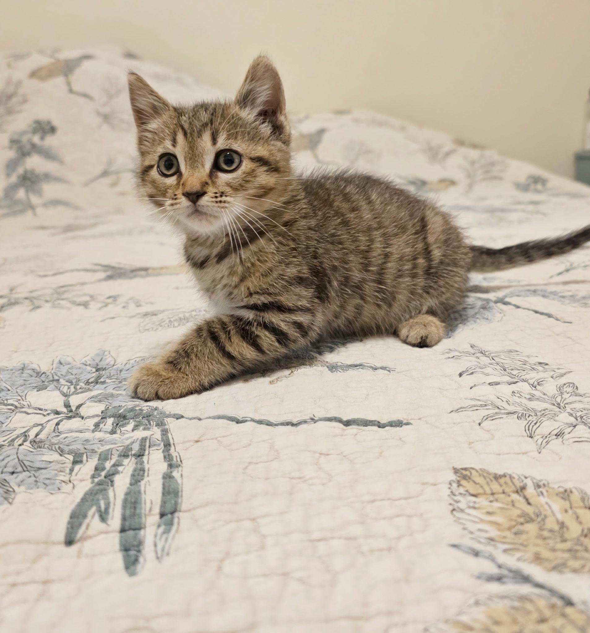 Bert, an adopted Domestic Short Hair in Gainesville, FL image 5/6