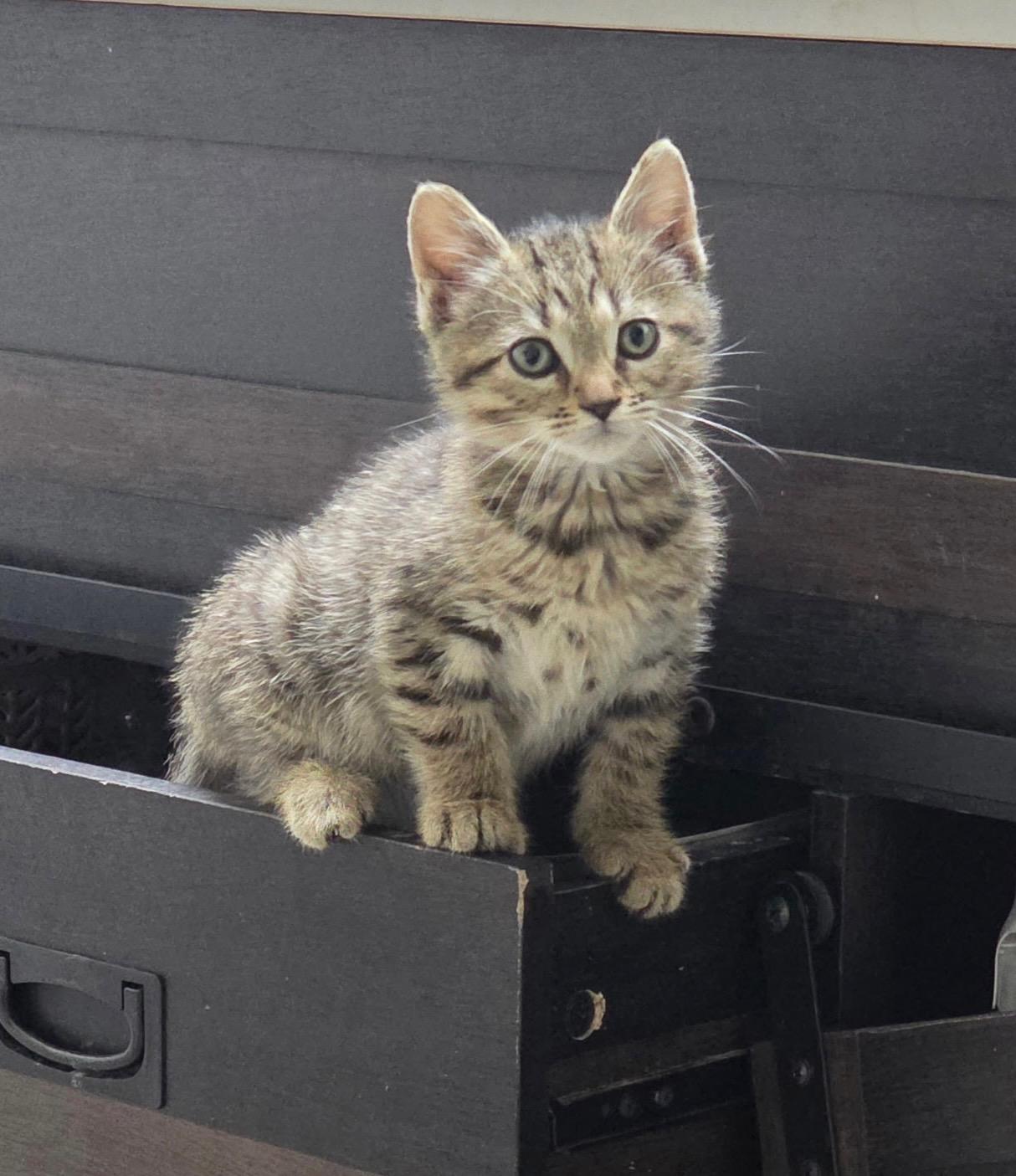 Bert, an adopted Domestic Short Hair in Gainesville, FL image 1/6