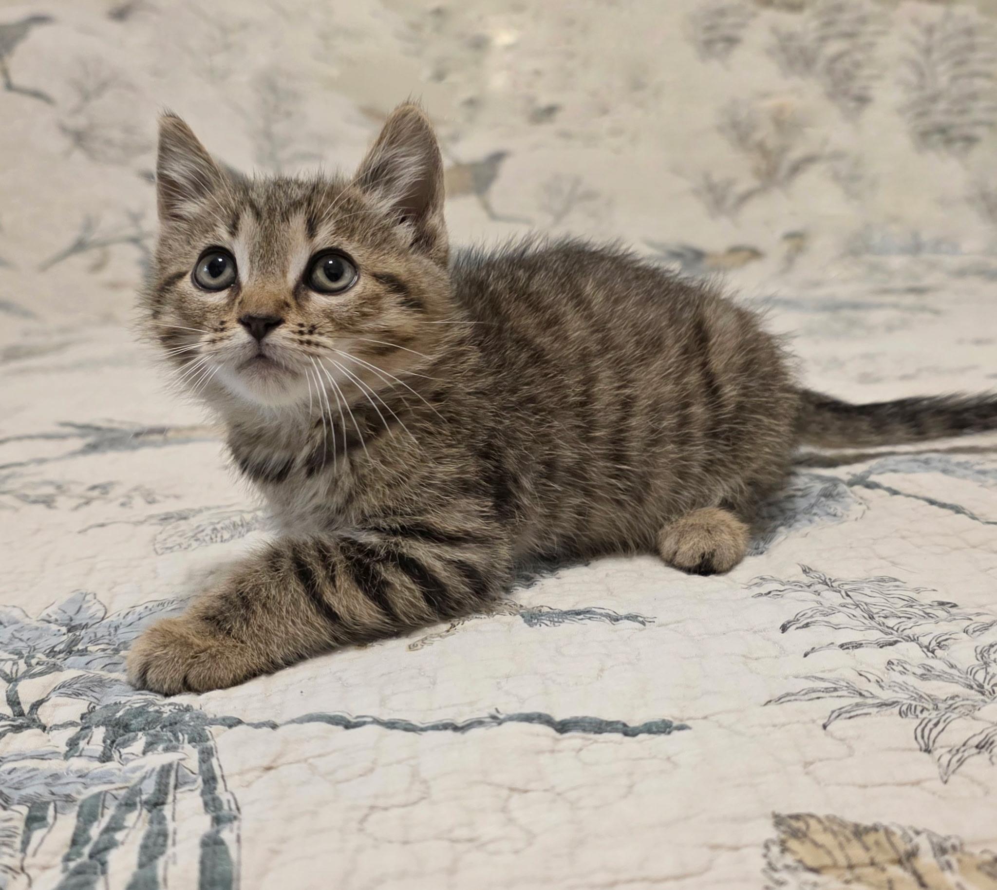 Bert, an adopted Domestic Short Hair in Gainesville, FL image 2/6