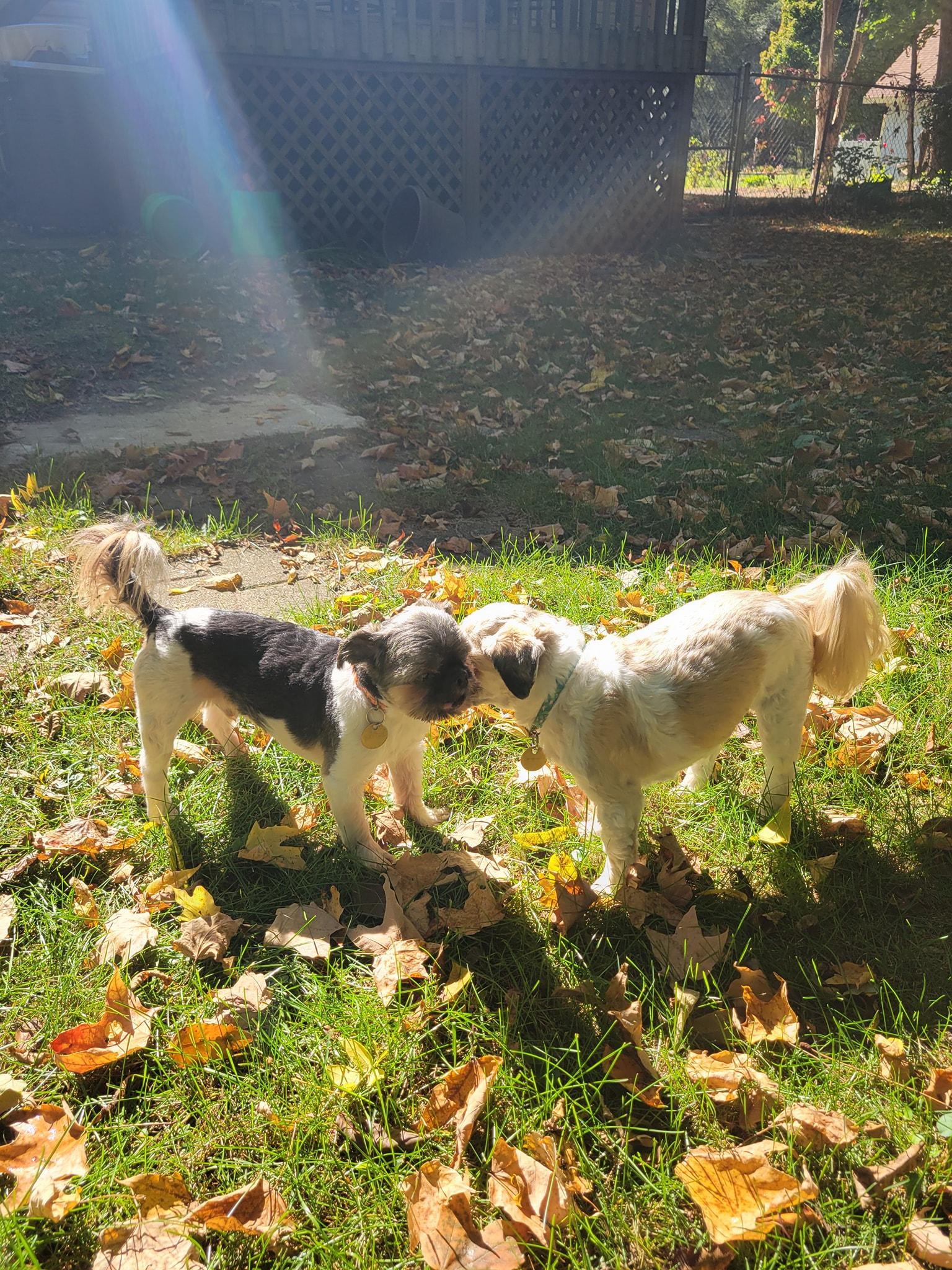 Bella and Max (1 female/1 male), a Adoptable Shih Tzu in Traverse City, MI image 1/5