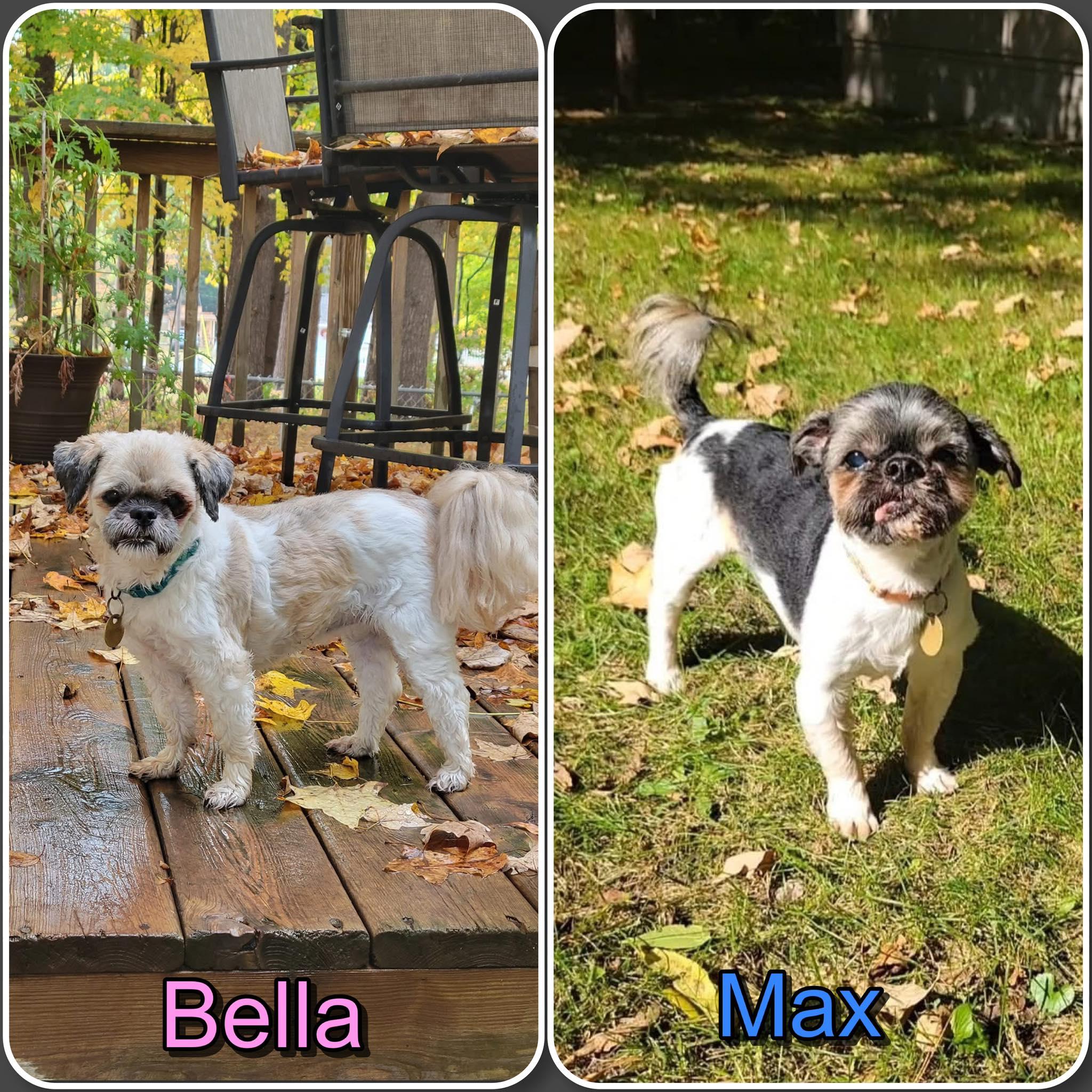 Bella and Max (1 female/1 male), a Adoptable Shih Tzu in Traverse City, MI image 2/5