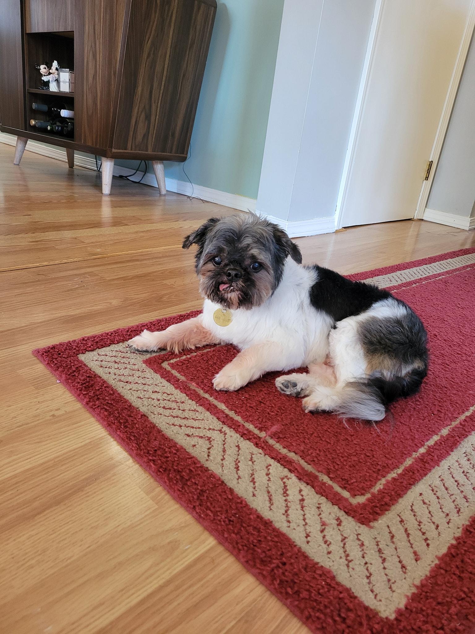 Bella and Max (1 female/1 male), a Adoptable Shih Tzu in Traverse City, MI image 3/5