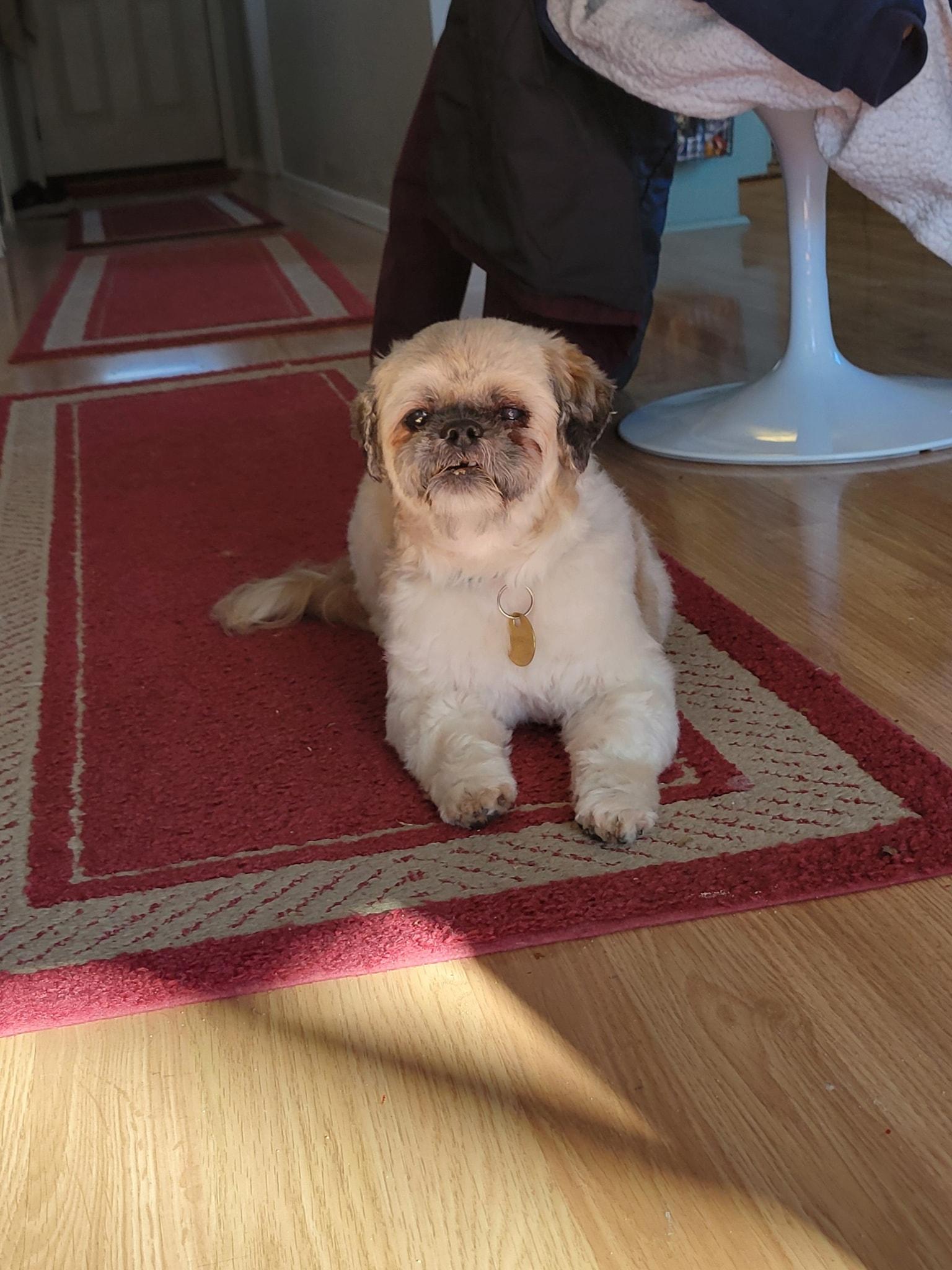 Bella and Max (1 female/1 male), a Adoptable Shih Tzu in Traverse City, MI image 4/5