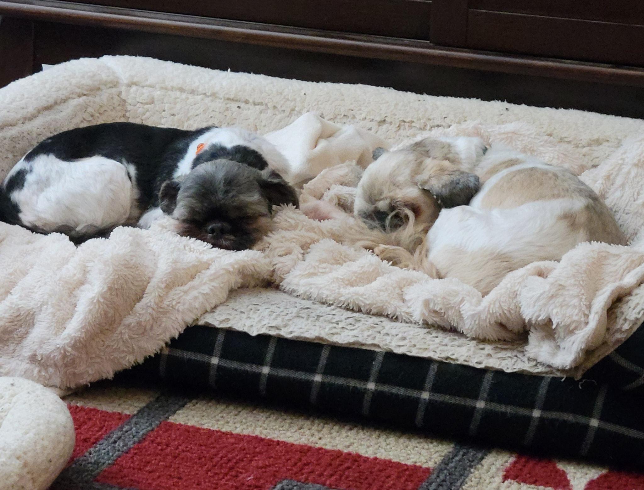 Bella and Max (1 female/1 male)